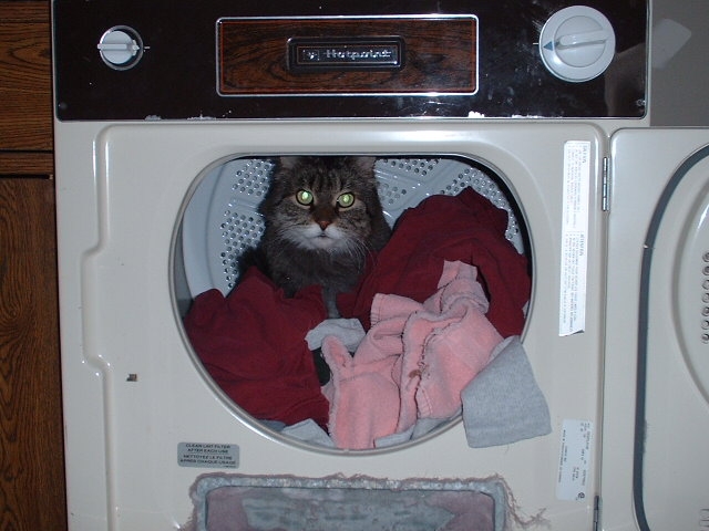 [Bear in a dryer Pic] 
